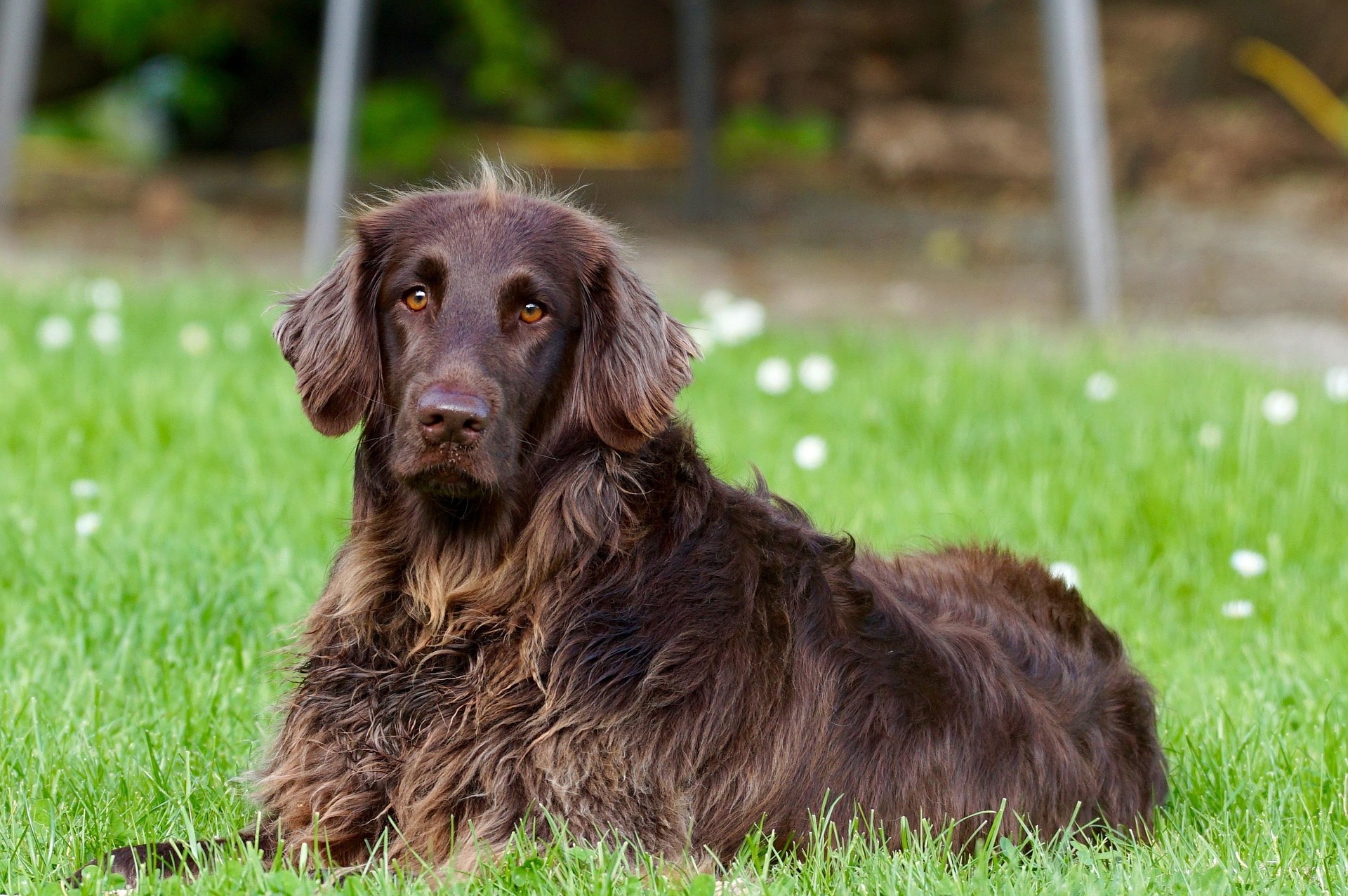 Image of a Pointer Dog