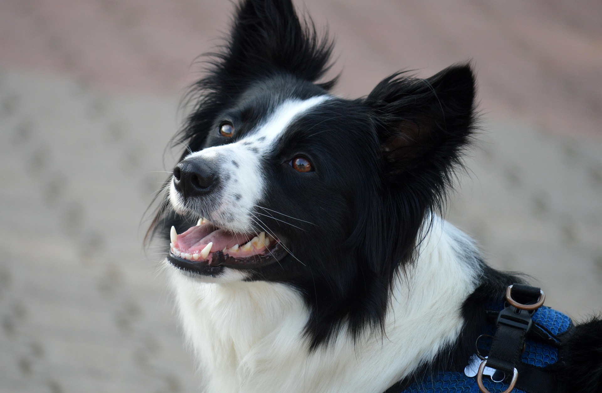 Image of a Border Collie