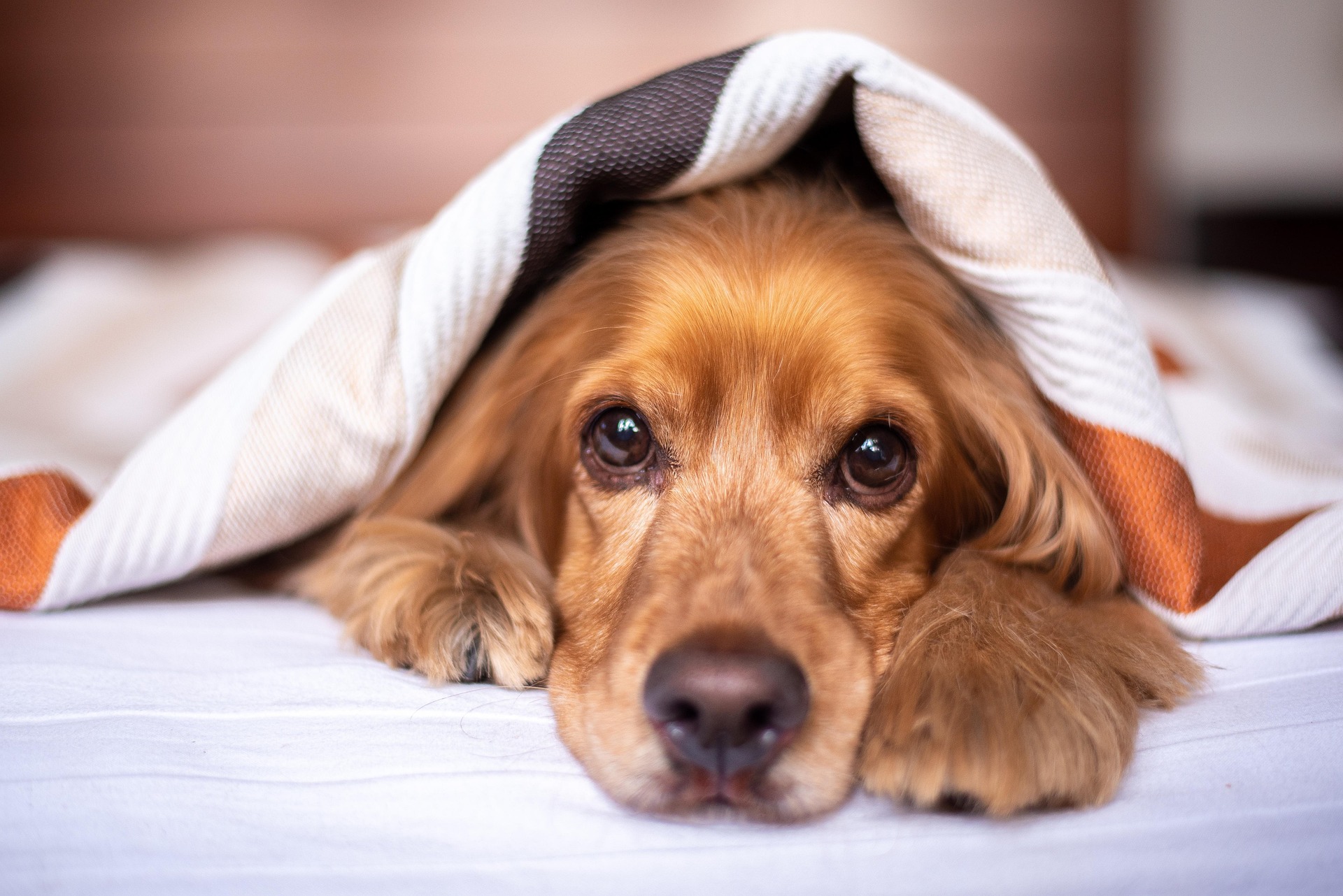 Image of a dog under a blanket